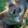 Koala - Phascolarctos cinereus o2789